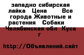 западно сибирская лайка › Цена ­ 0 - Все города Животные и растения » Собаки   . Челябинская обл.,Куса г.